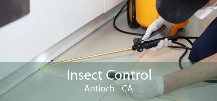 Insect Control Antioch - CA