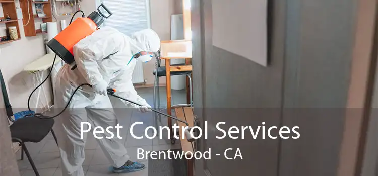 Pest Control Services Brentwood - CA