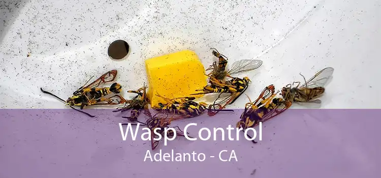 Wasp Control Adelanto - CA