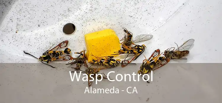 Wasp Control Alameda - CA