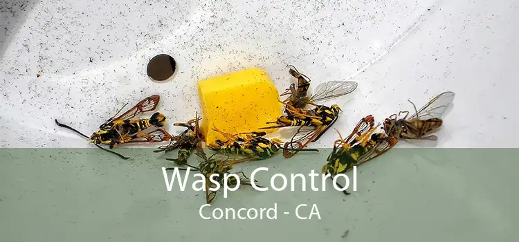 Wasp Control Concord - CA