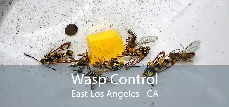 Wasp Control East Los Angeles - CA