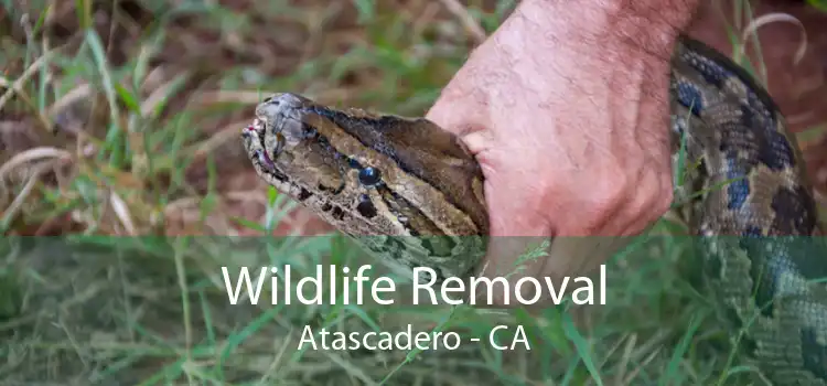 Wildlife Removal Atascadero - CA