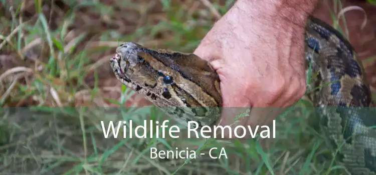 Wildlife Removal Benicia - CA