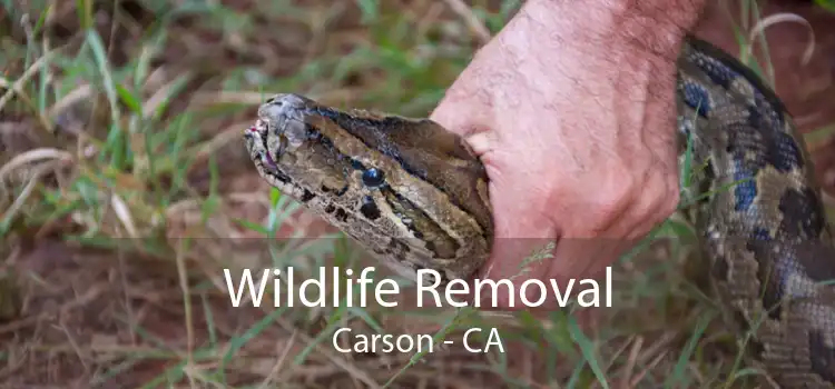 Wildlife Removal Carson - CA