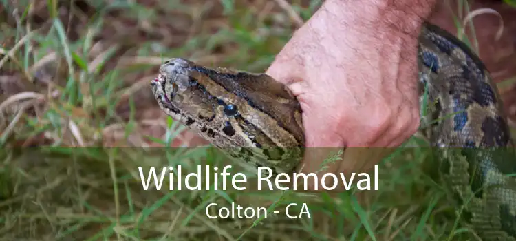 Wildlife Removal Colton - CA