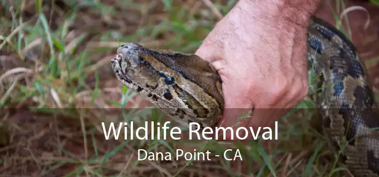Wildlife Removal Dana Point - CA
