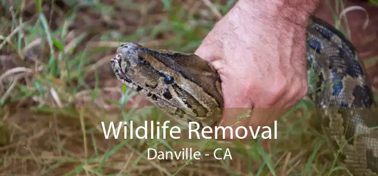 Wildlife Removal Danville - CA