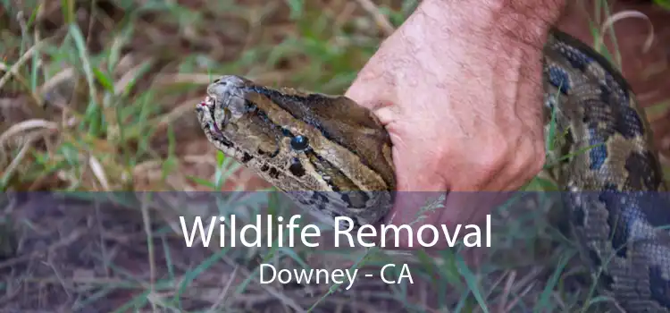 Wildlife Removal Downey - CA