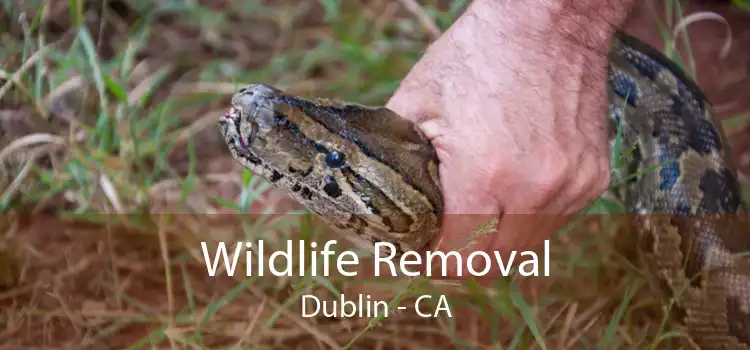 Wildlife Removal Dublin - CA