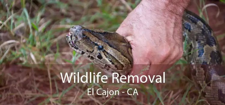 Wildlife Removal El Cajon - CA