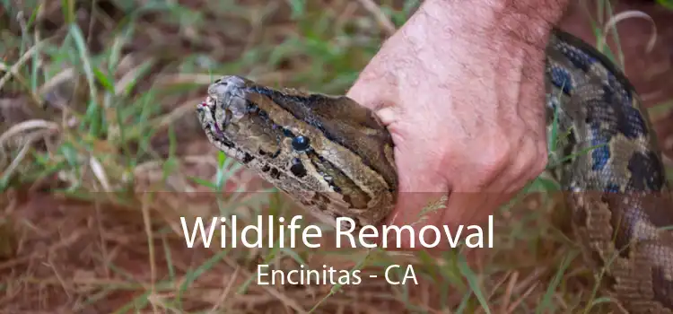 Wildlife Removal Encinitas - CA