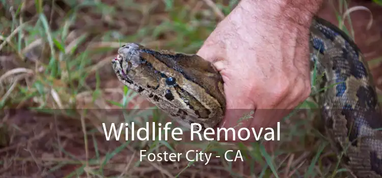 Wildlife Removal Foster City - CA