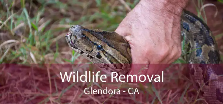 Wildlife Removal Glendora - CA