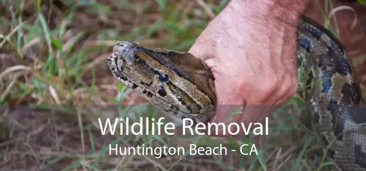 Wildlife Removal Huntington Beach - CA