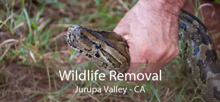Wildlife Removal Jurupa Valley - CA