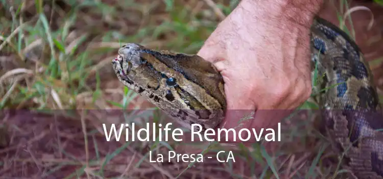 Wildlife Removal La Presa - CA