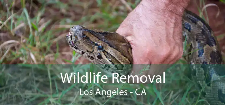 Wildlife Removal Los Angeles - CA