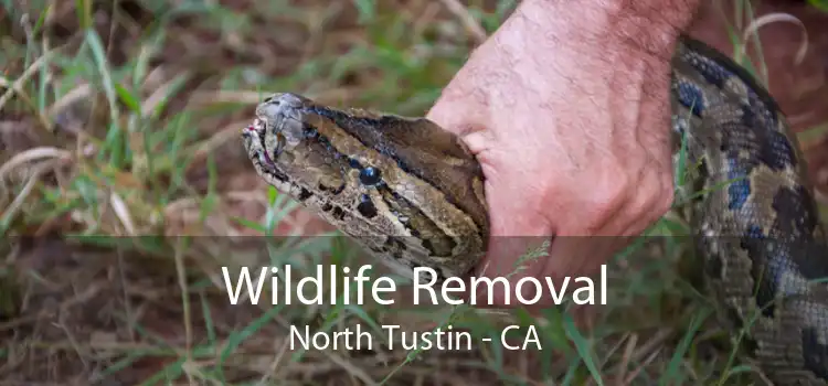 Wildlife Removal North Tustin - CA