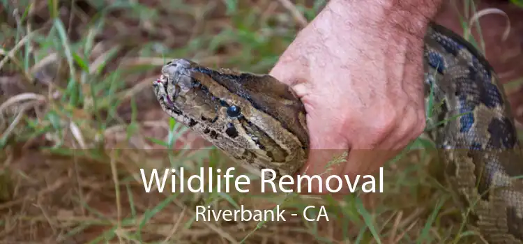 Wildlife Removal Riverbank - CA