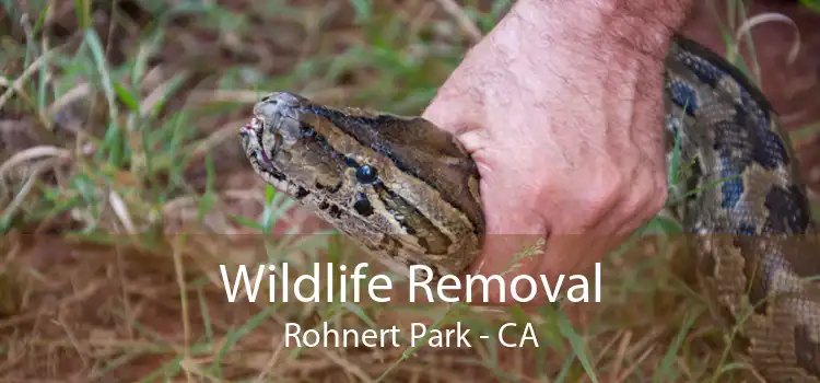 Wildlife Removal Rohnert Park - CA
