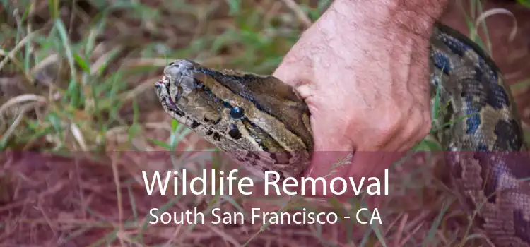 Wildlife Removal South San Francisco - CA