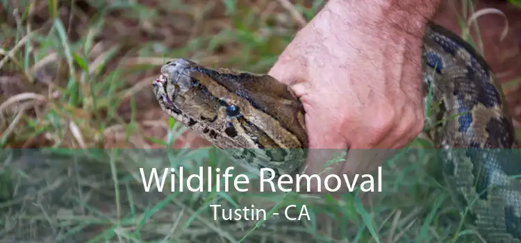 Wildlife Removal Tustin - CA
