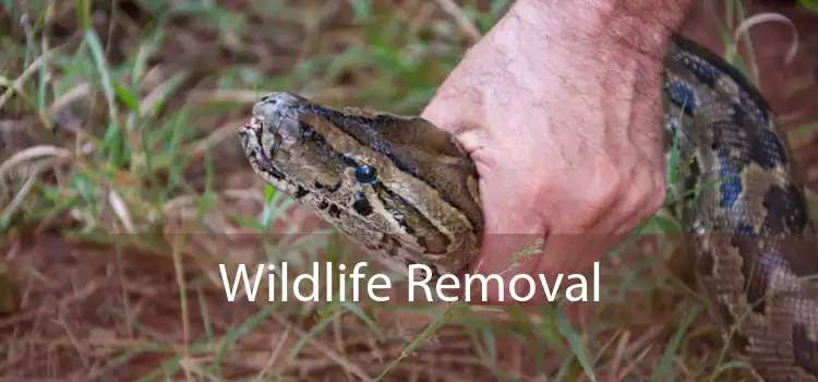 Wildlife Removal 