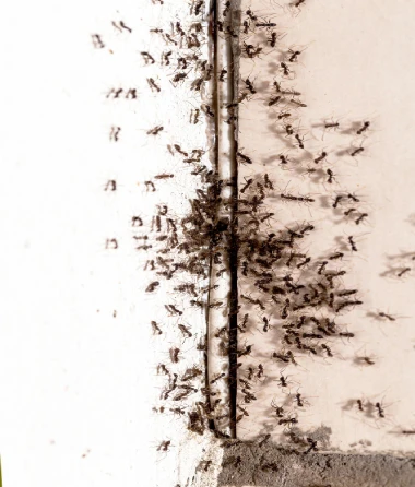 Ant Exterminator Services 