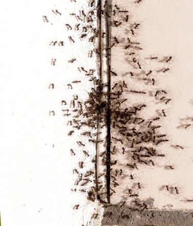 Ant Exterminator Services in Escondido