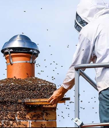 Milpitas Bee Removal Services