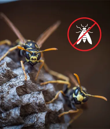 Wasp Pest Control in Folsom