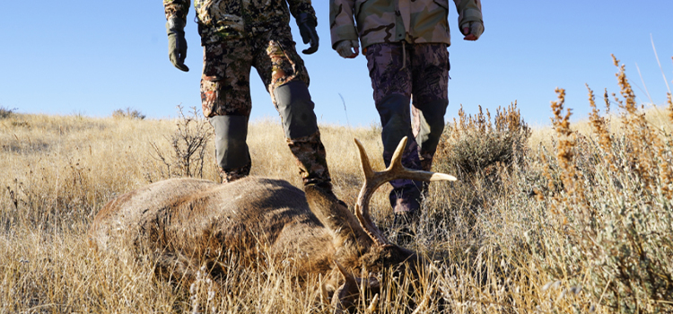 Azusa Dead Deer Removal Near Me