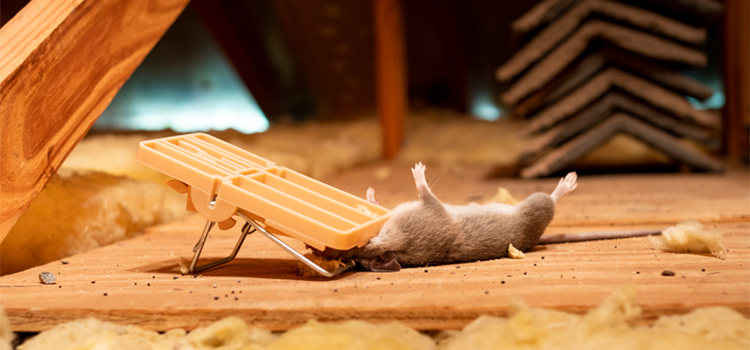 Dead Rat Removal in Delano, CA