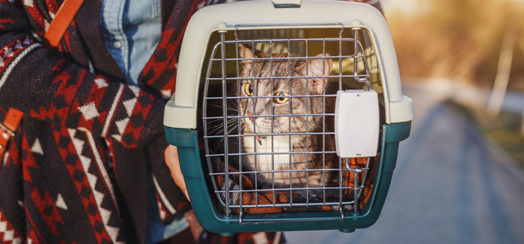 Local Animal Control in Delano, CA