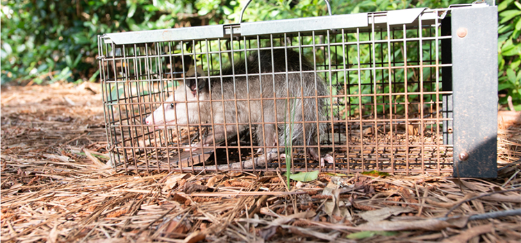 Wildlife Animal Control in Delano, CA