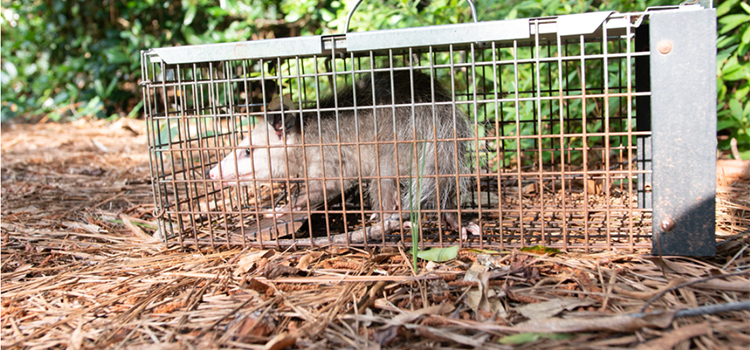 Wildlife Animal Control in Los Angeles, CA