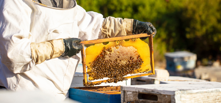 Wildlife Pest Control in Delano, CA